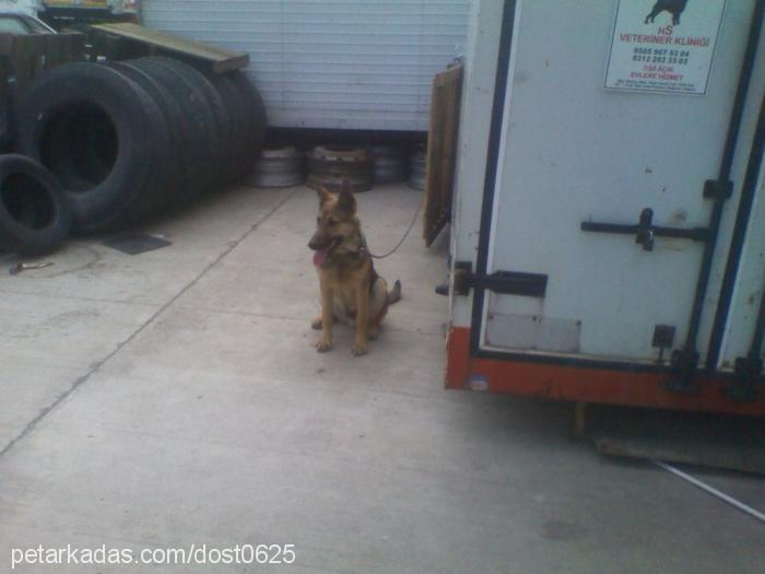 dost Erkek Alman Çoban Köpeği