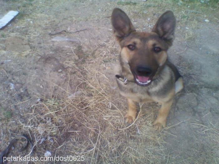 dost Erkek Alman Çoban Köpeği