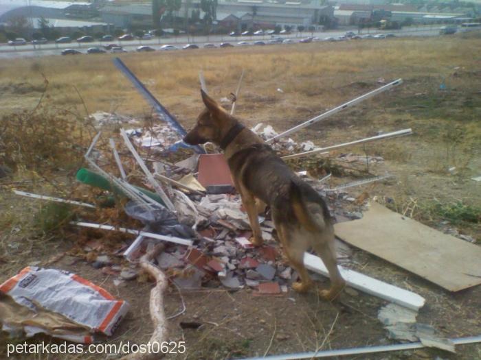 dost Erkek Alman Çoban Köpeği