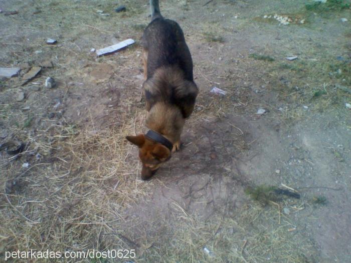 dost Erkek Alman Çoban Köpeği