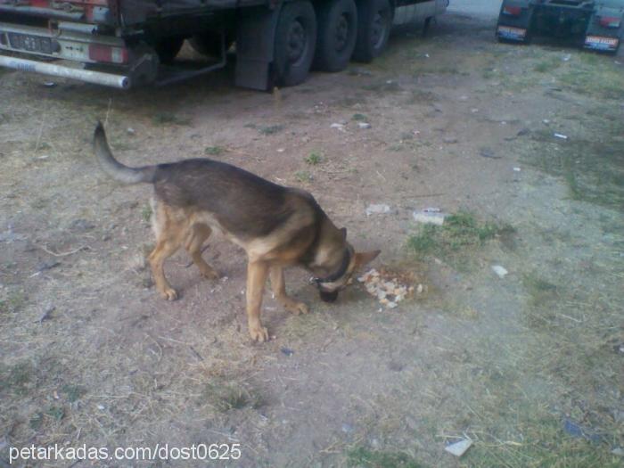 dost Erkek Alman Çoban Köpeği