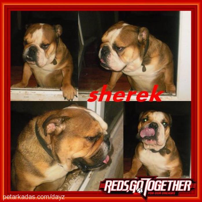 sherek Erkek İngiliz Bulldog