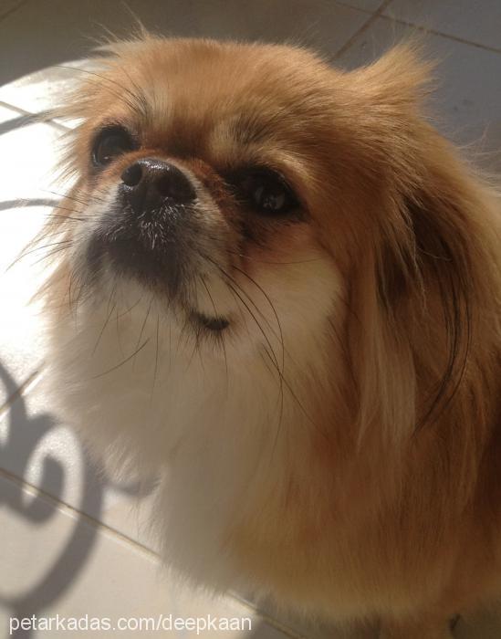 mila Dişi Pekingese