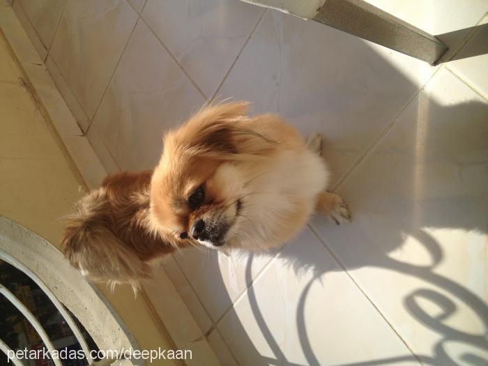 mila Dişi Pekingese