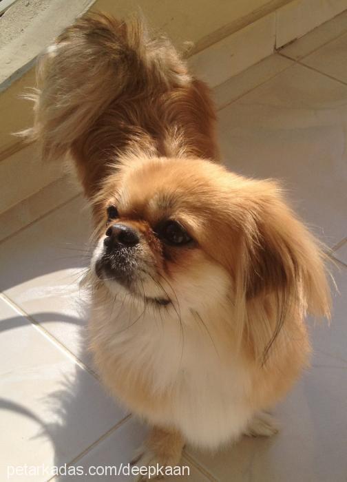 mila Dişi Pekingese