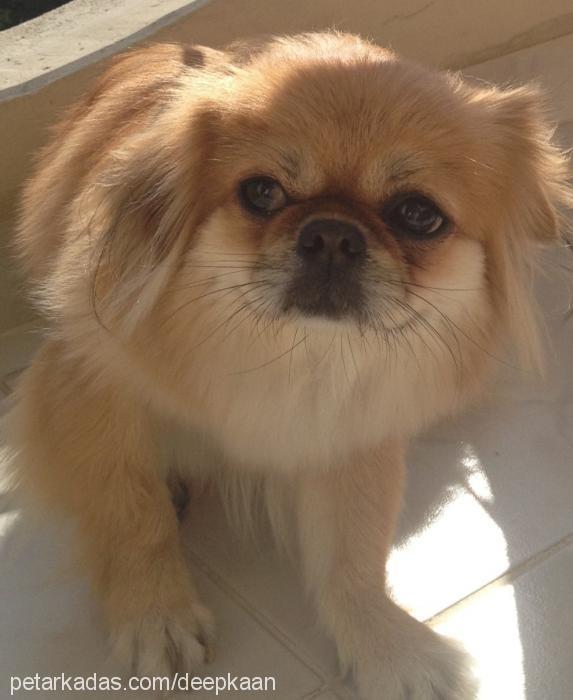 mila Dişi Pekingese