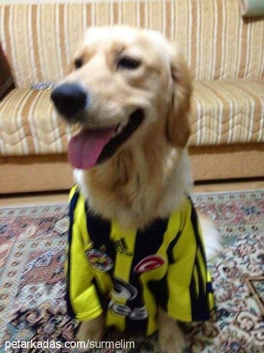 badem Dişi Golden Retriever