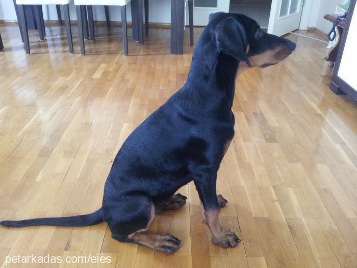 tesla Dişi Doberman Pinscher