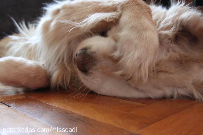 cadı Dişi Golden Retriever