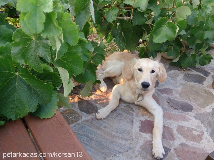 korsan Erkek Golden Retriever