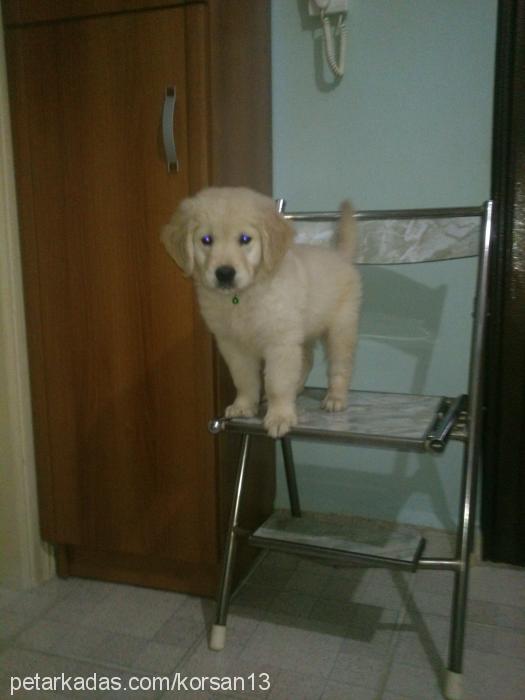 korsan Erkek Golden Retriever