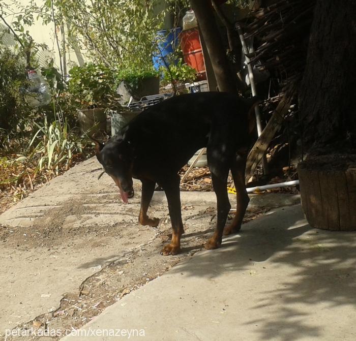 ares Erkek Doberman Pinscher