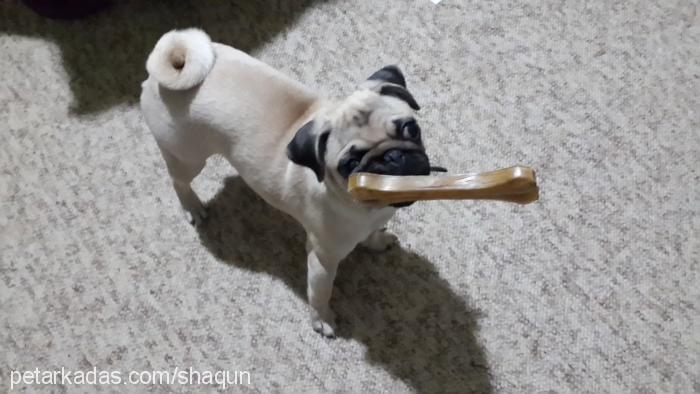 cherry Dişi Pug