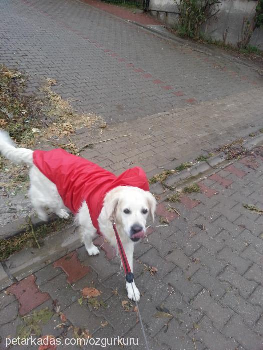 hera Dişi Golden Retriever