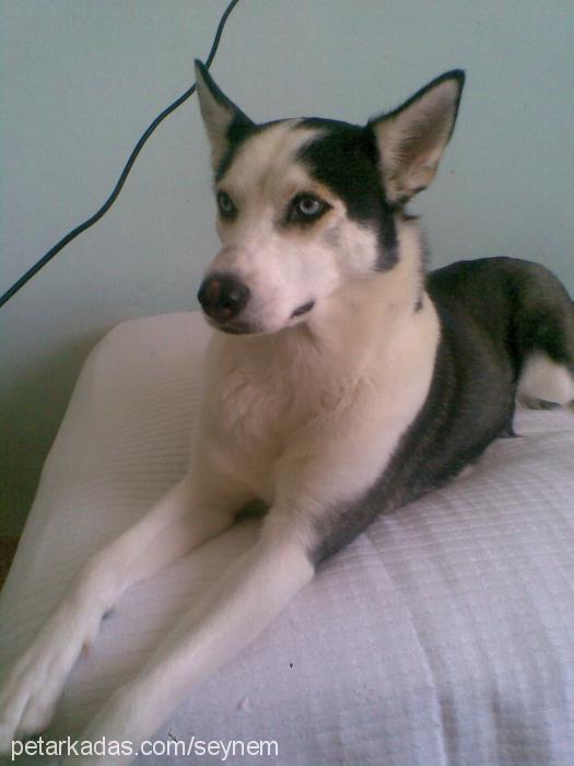 nazar Dişi Sibirya Kurdu (Husky)