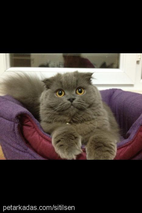 yumak Dişi Scottish Fold