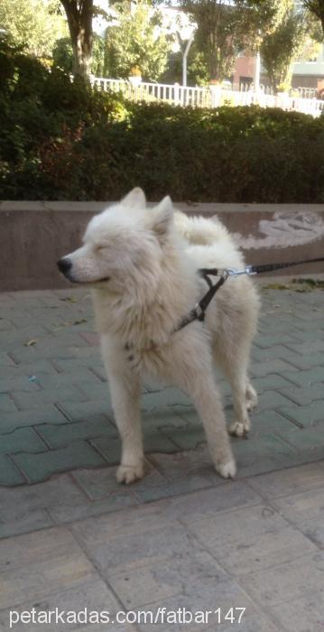 beyaz Erkek Samoyed