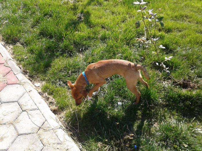 badem Erkek Minyatür Pinscher