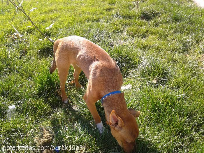 badem Erkek Minyatür Pinscher