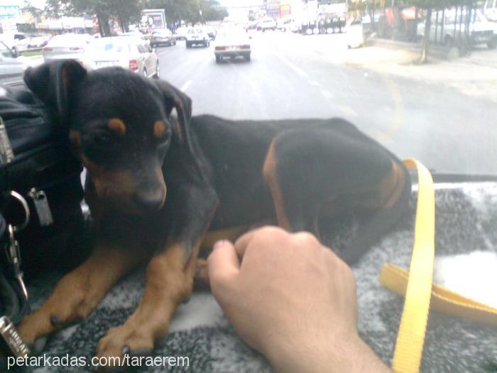 tara Dişi Doberman Pinscher