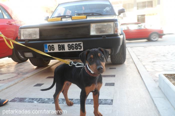 tara Dişi Doberman Pinscher