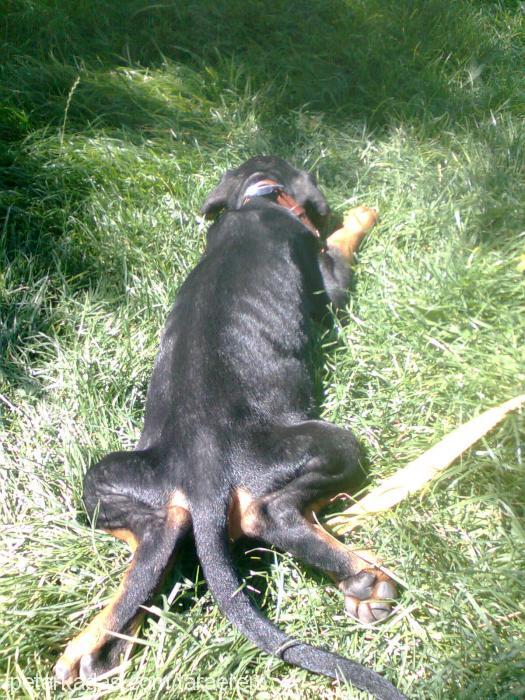 tara Dişi Doberman Pinscher