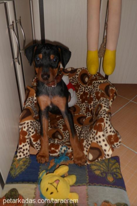 tara Dişi Doberman Pinscher