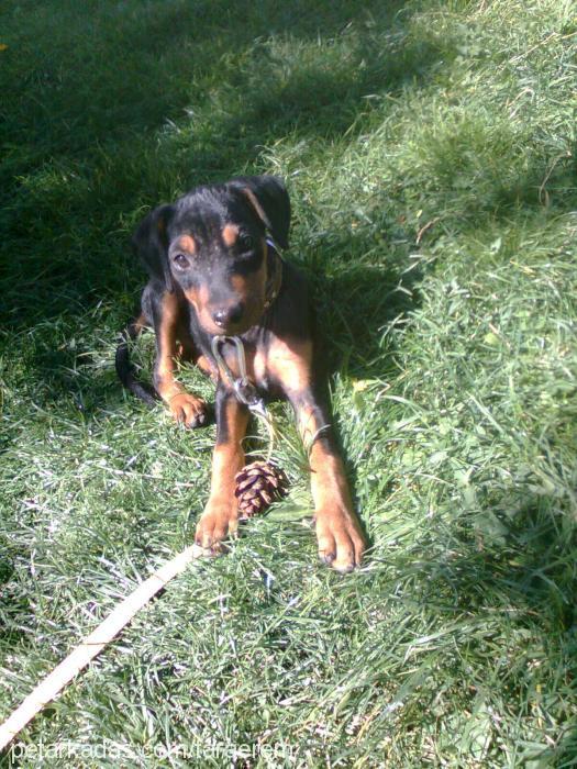 tara Dişi Doberman Pinscher