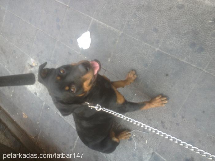 dayzi Dişi Rottweiler