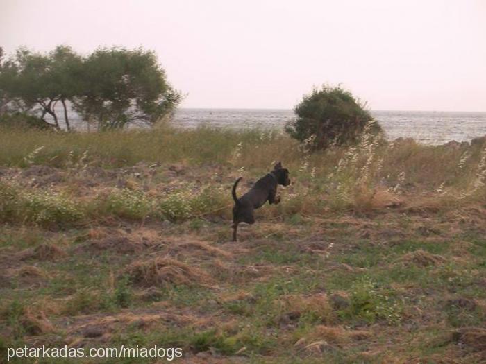 black Erkek Amerikan Pitbull Terrier