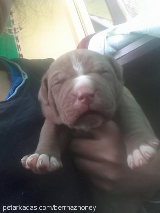 honey Dişi Amerikan Pitbull Terrier