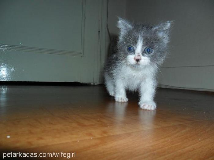 lucky Erkek British Shorthair