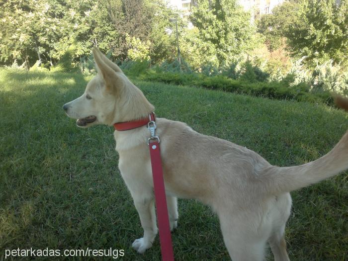 köpük Dişi Canaan Köpeği