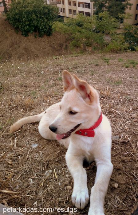 köpük Dişi Canaan Köpeği