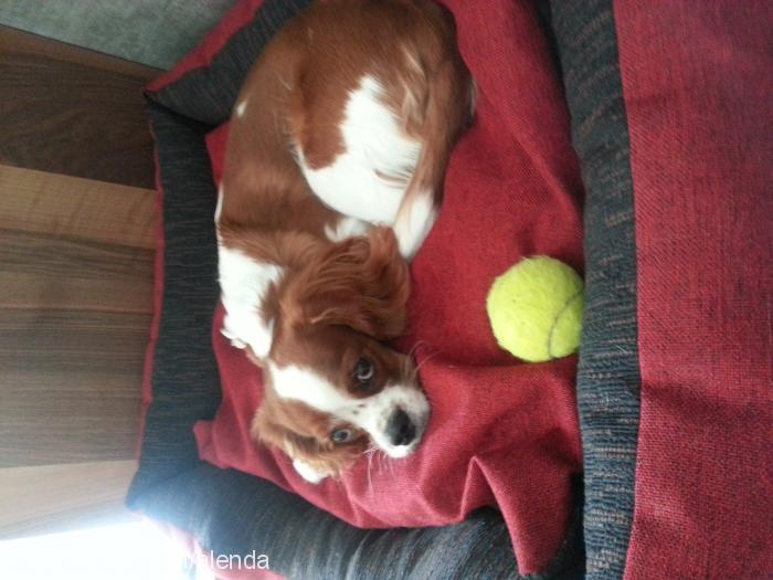 ares Erkek Cavalier King Charles Spanieli