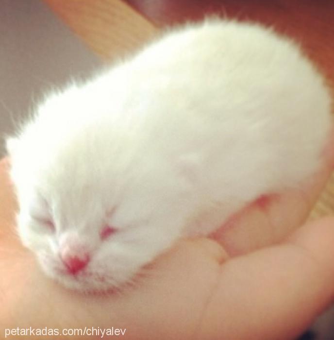 shera Dişi British Shorthair