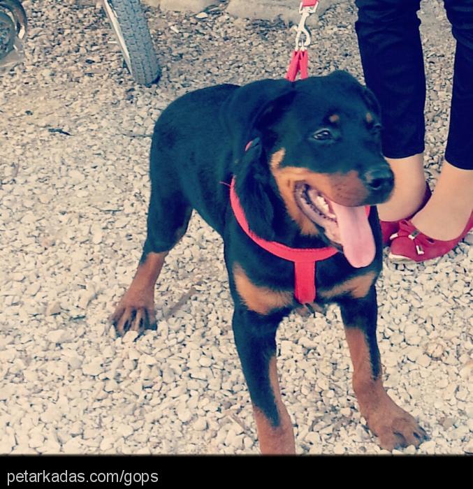 bosspaşa Erkek Rottweiler