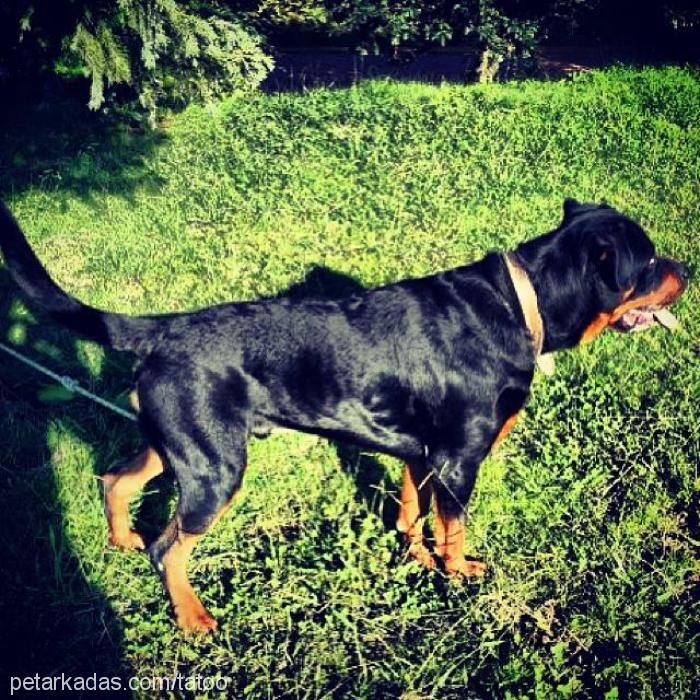 achilles Erkek Rottweiler