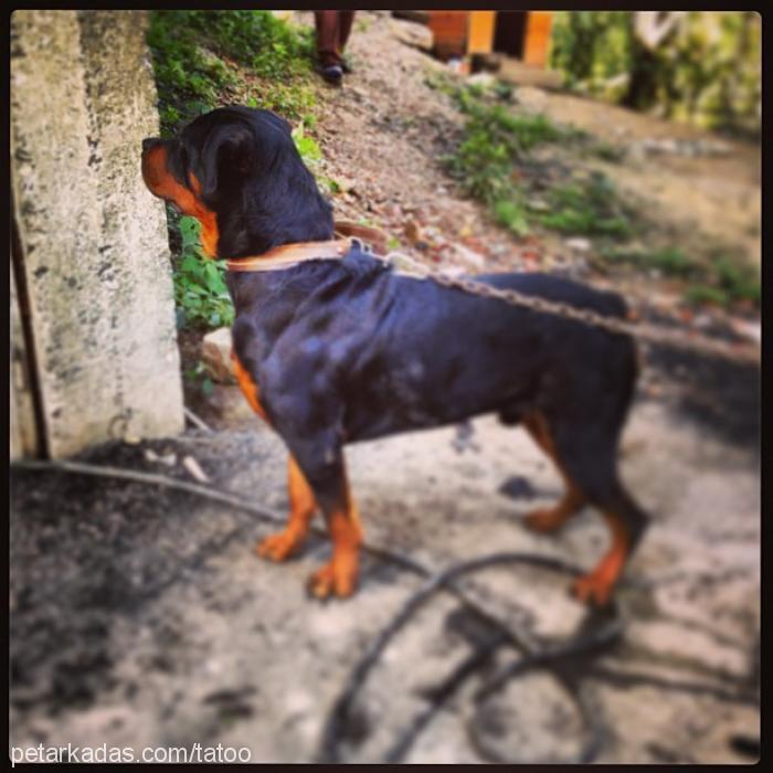 achilles Erkek Rottweiler