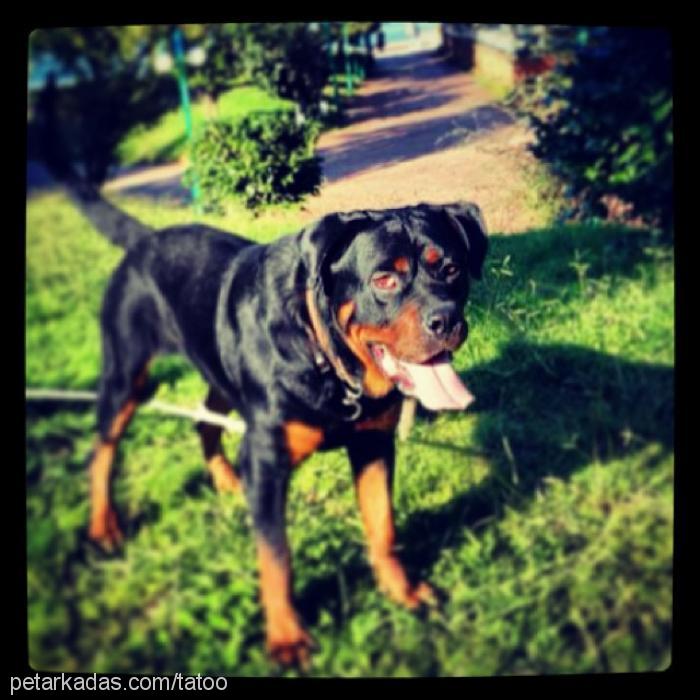 achilles Erkek Rottweiler