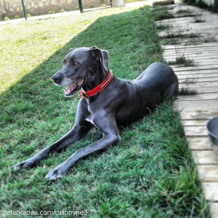 jazz Dişi Great Dane (Danua)