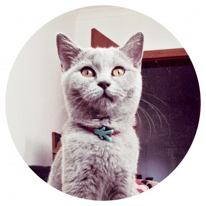 mona Dişi British Shorthair