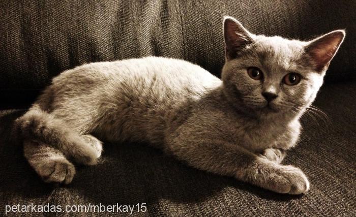 mona Dişi British Shorthair