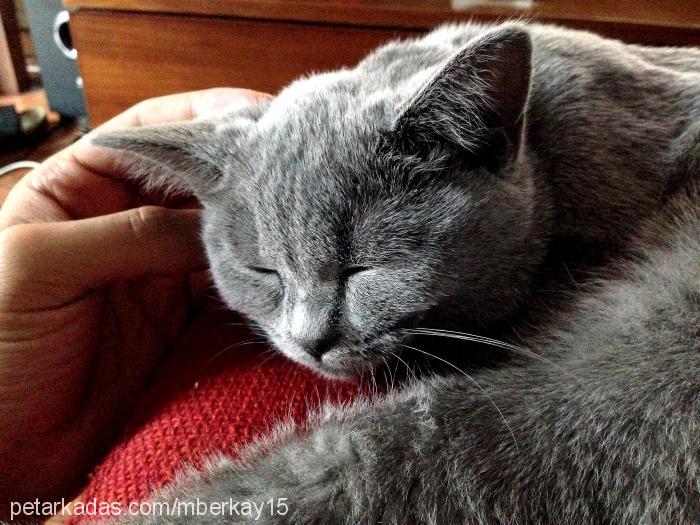 mona Dişi British Shorthair