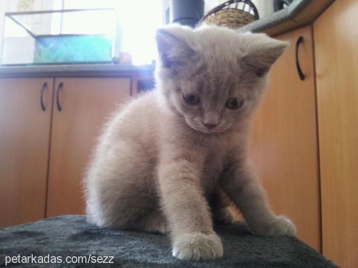 baron Erkek British Shorthair