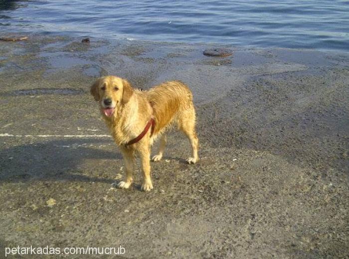 badem Dişi Golden Retriever