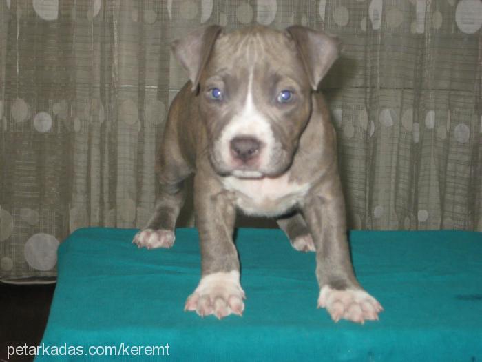 akiraleroi Erkek Amerikan Staffordshire Terrier