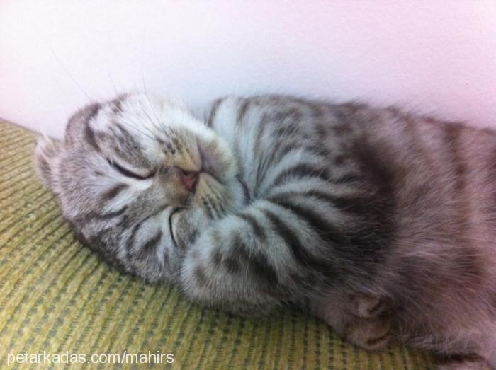 mahir Erkek Scottish Fold