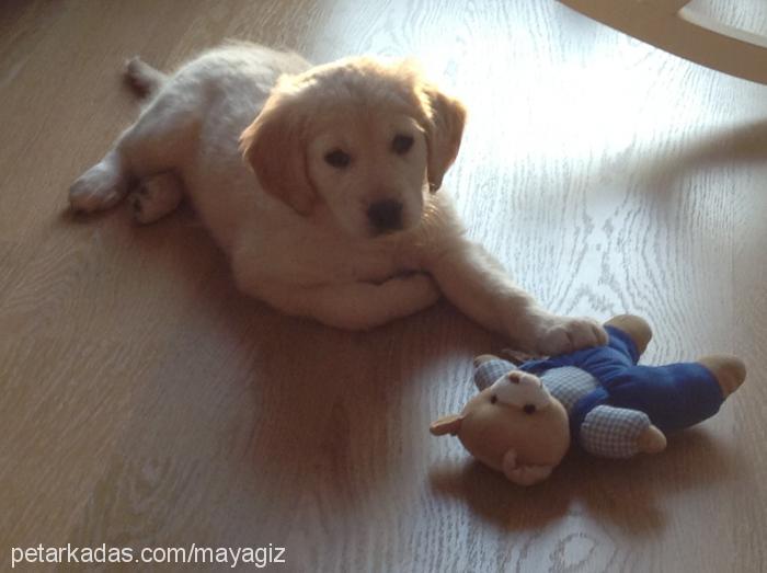 balım Dişi Golden Retriever