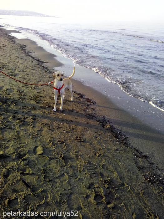 manken Dişi Labrador Retriever